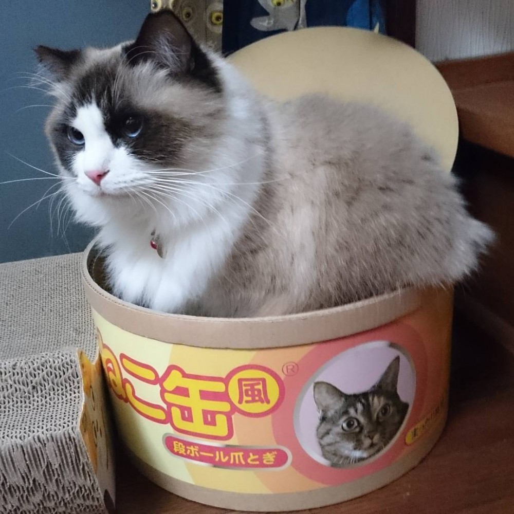 15624683_365566120458782_5134986783687180288_n