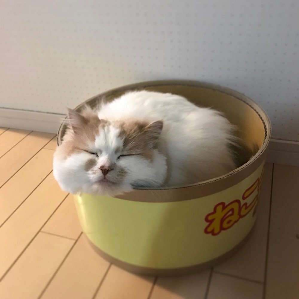 17819371_293299077749707_2233695087718563840_n