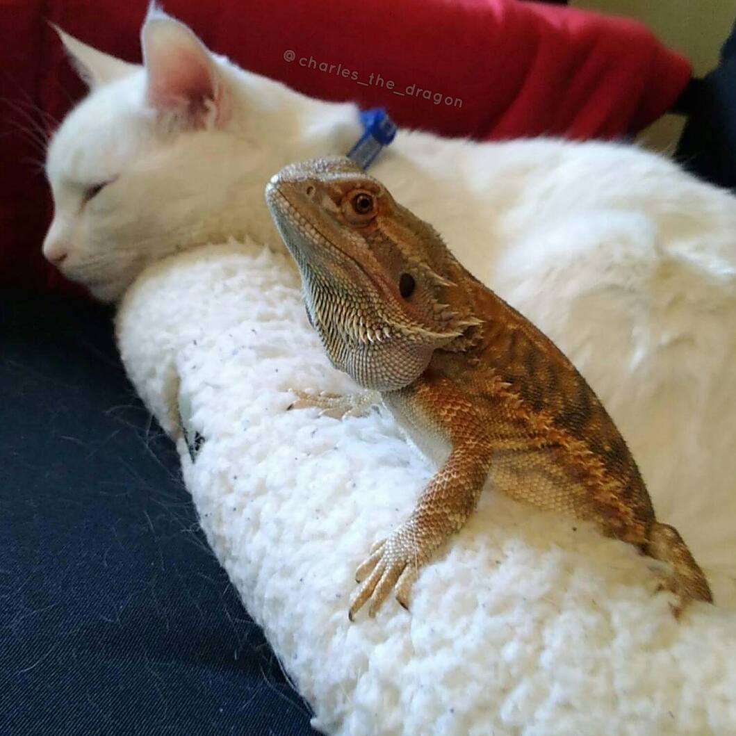 18380348_1080605035405539_7360962586814185472_n