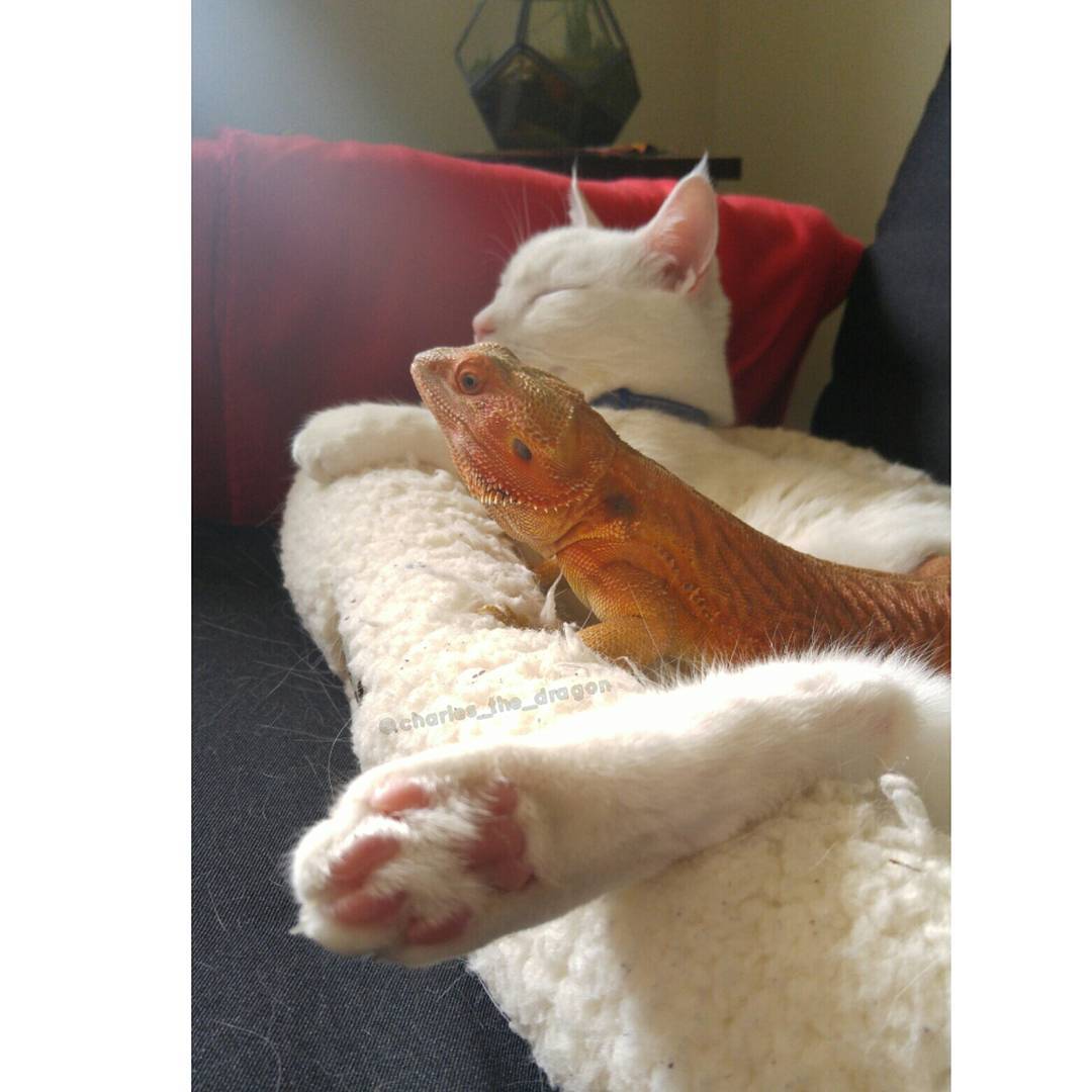 18444061_1190047841105361_2684999363440148480_n