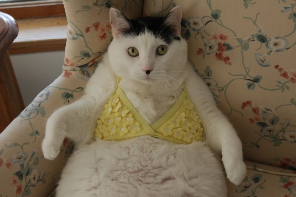 cat-wearing-bikini-top-600x399