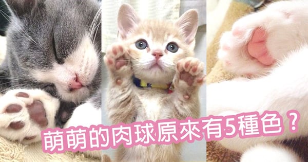 每隻貓都有獨特的肉球 原來貓肉球可分為5種色 你的主子是哪種顏色 Catcity 貓奴日常