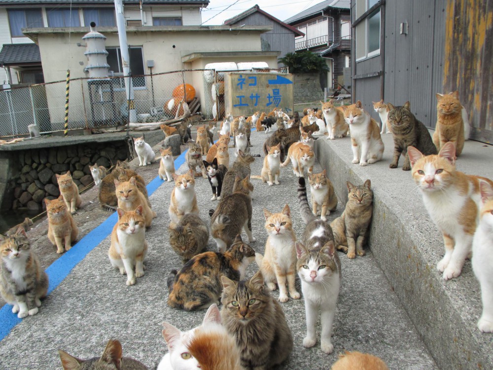 Cat Island Aoshima