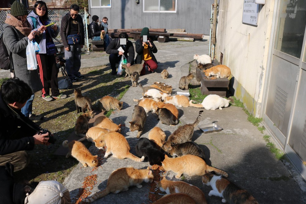 Cat Island Aoshima