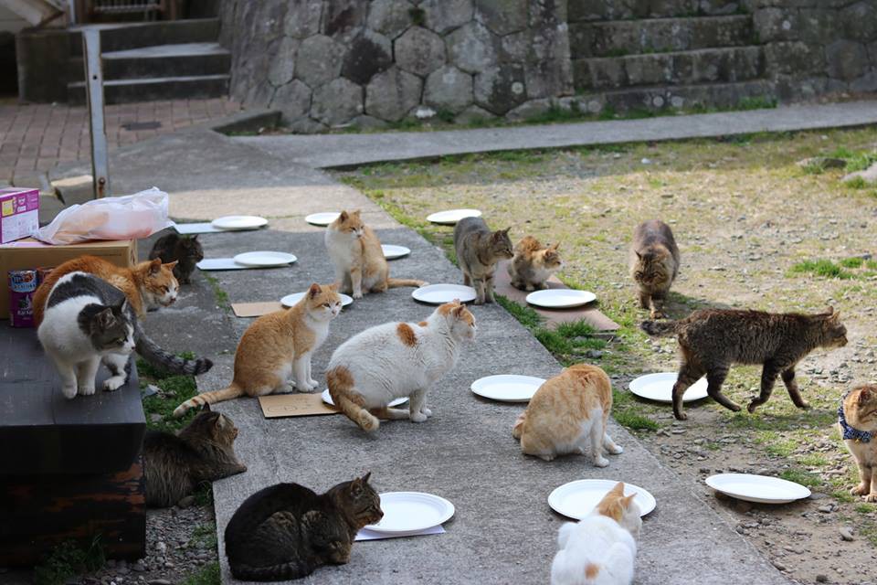 Cat Island Aoshima