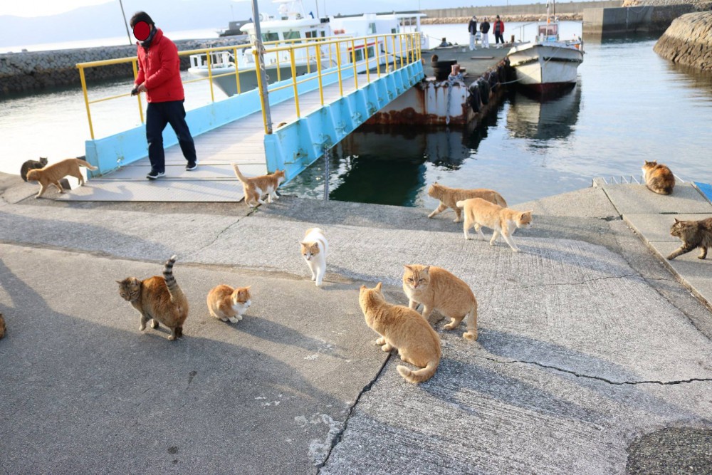 Cat Island Aoshima