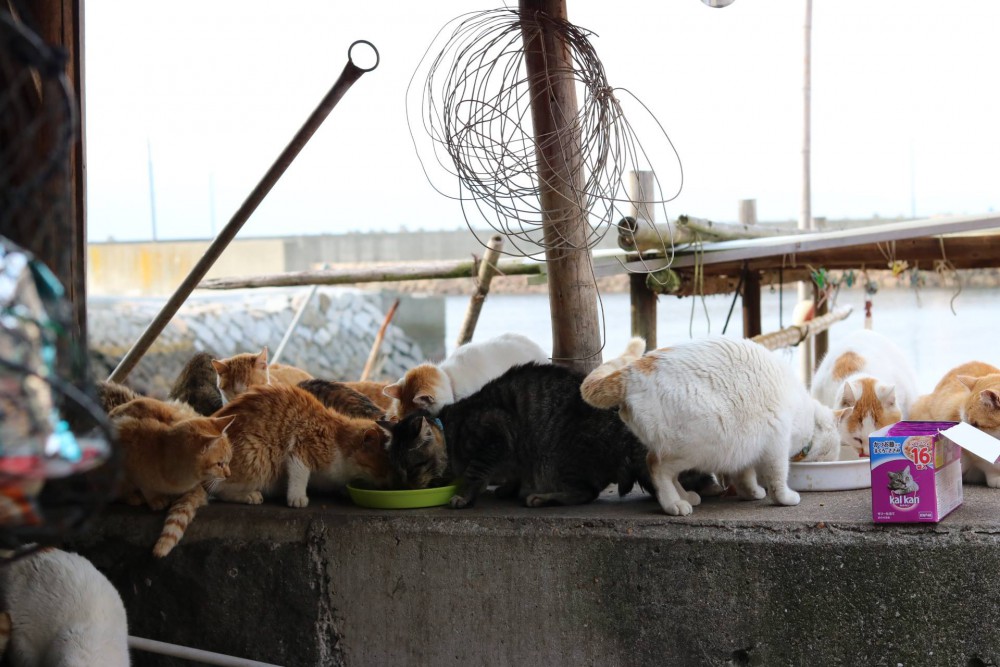 Cat Island Aoshima