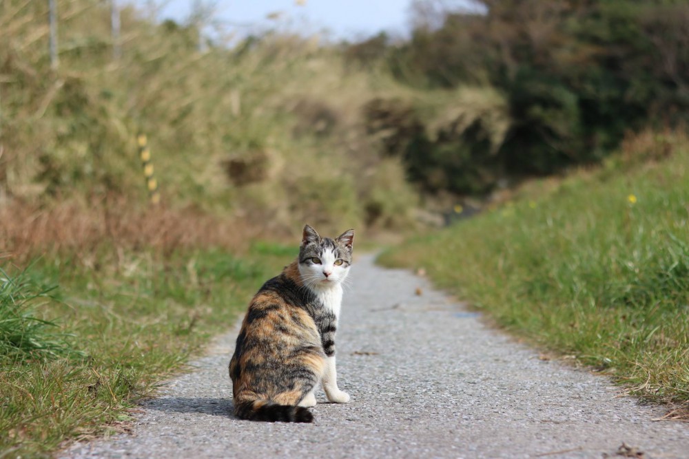 Cat Island Aoshima