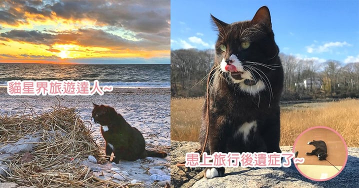 貓星界的旅行達人!美國貓星人上山下海征服世界,但卻患上了「旅行後遺症」?