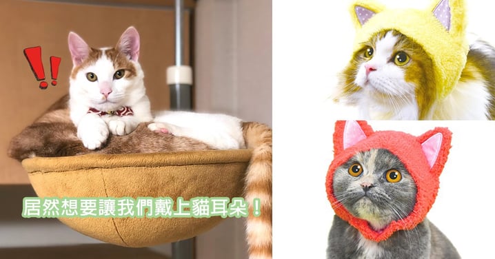 給貓咪戴上貓頭套？日本人推出瘋狂的貓主子專屬「貓耳朵」，想要把貓星人們都氣壞了！