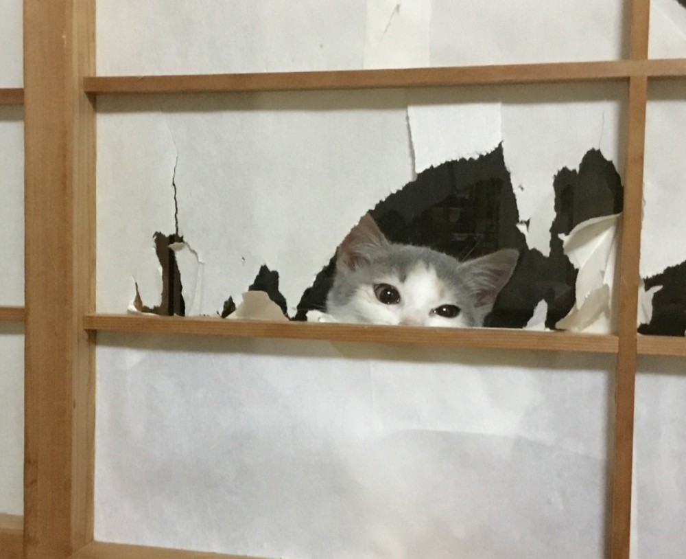 まいきゃっと湯河原は旅館