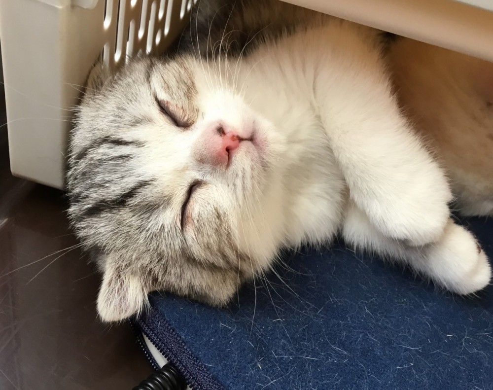 まいきゃっと湯河原は旅館