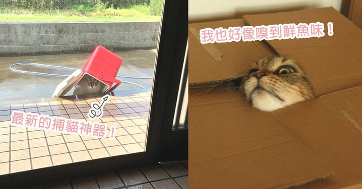 最新捕獲貓咪神器！日本網友驚見自家保冷箱長出貓咪，朕只是嗅到了鮮魚的味道…