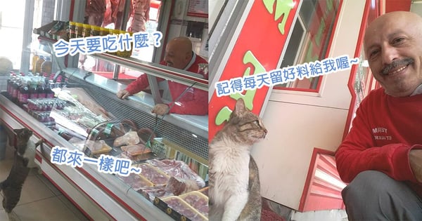 通緝「霸王餐」顧客?貓星人天天到肉店買肉不付錢,老闆依然高興介紹上等牛肉~