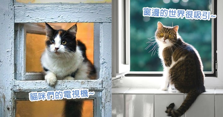 貓咪們的專屬休憩地～4個原因讓貓星人們最愛待在家中窗邊，為主子們的安全要裝好貓窗喔～