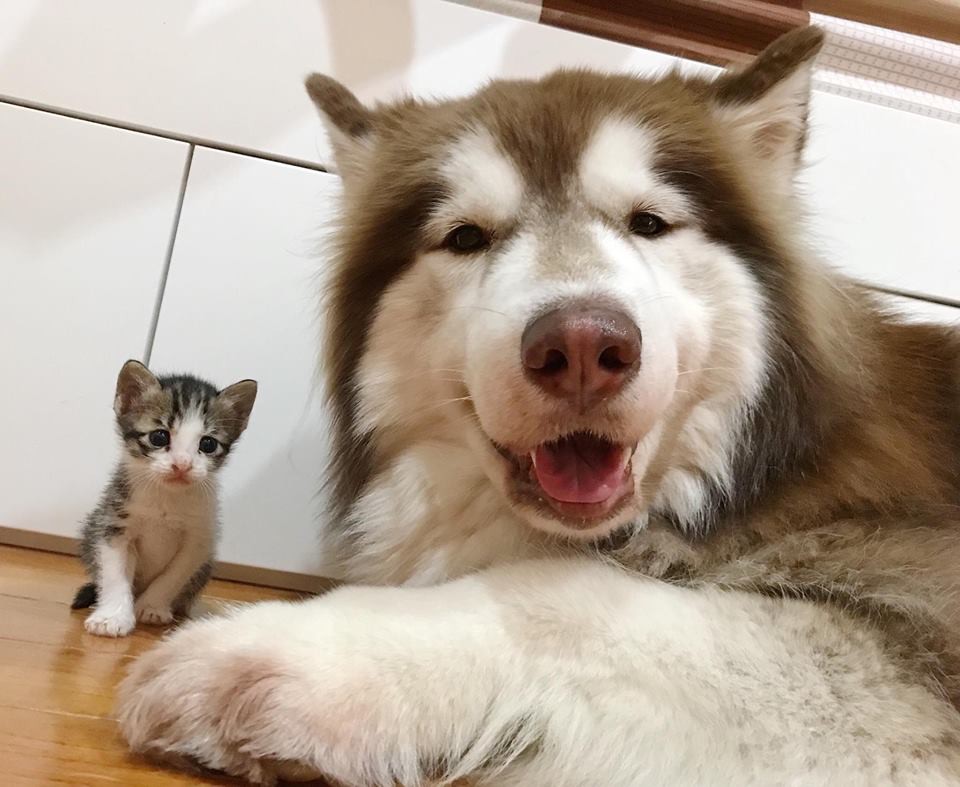 fb : 哈狼日記- Hero & 斑比