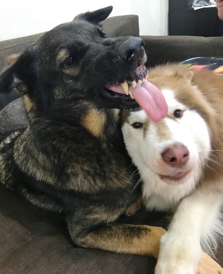 fb : 哈狼日記- Hero & 斑比