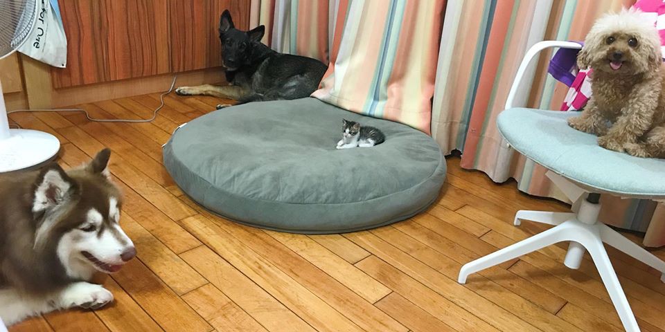 fb : 哈狼日記- Hero & 斑比