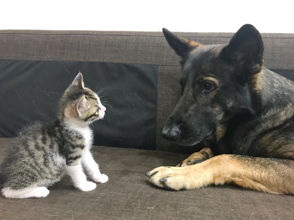 fb : 哈狼日記- Hero & 斑比