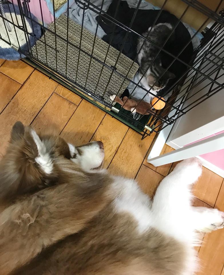 fb : 哈狼日記- Hero & 斑比