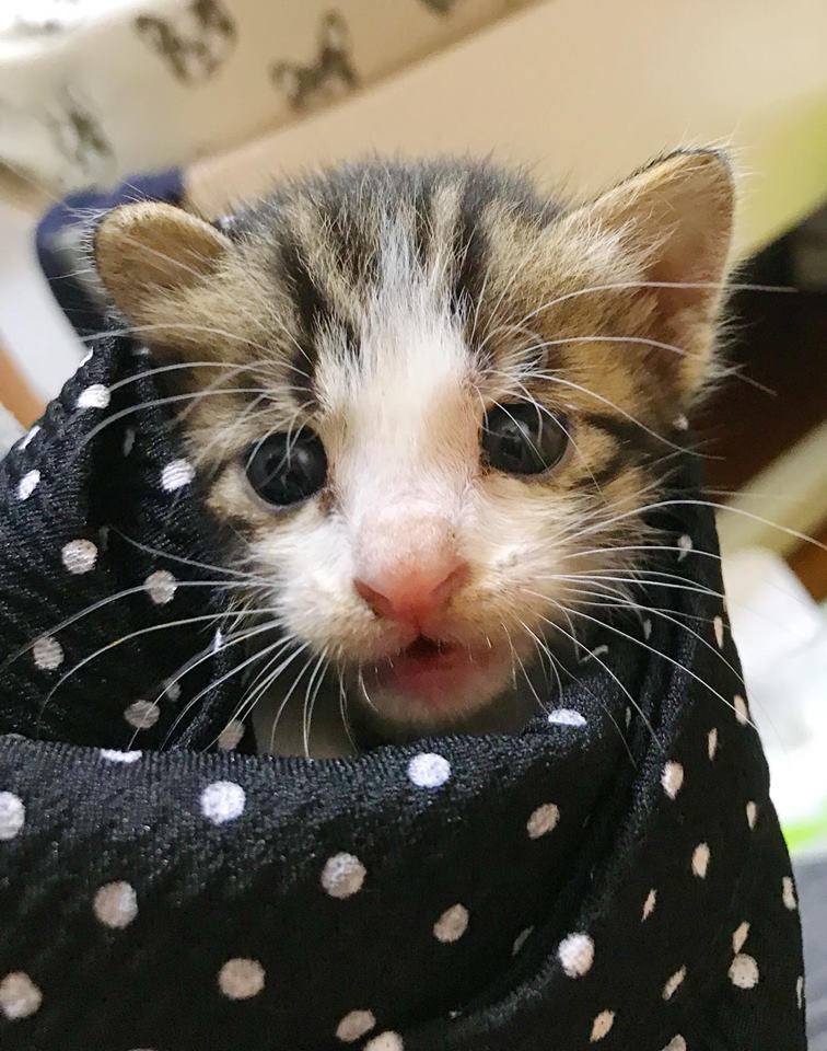 fb : 哈狼日記- Hero & 斑比