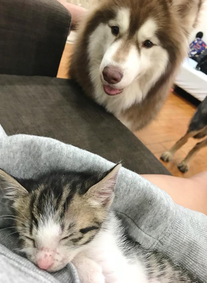 fb : 哈狼日記- Hero & 斑比