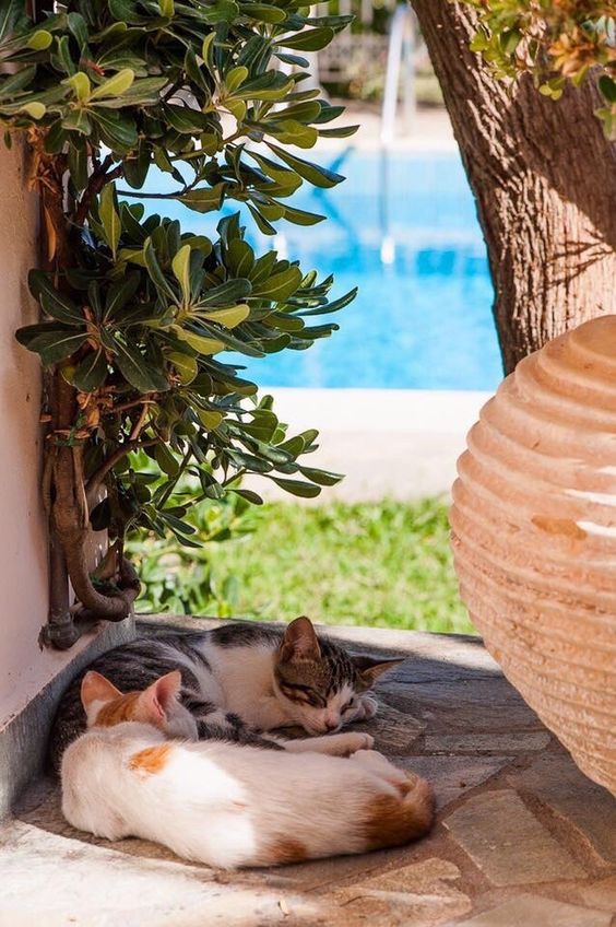 Pinterest