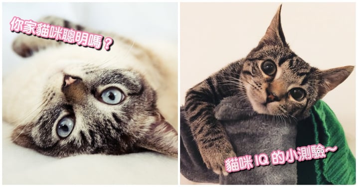 你家貓咪有多聰明？奴才們快來試試：12題 測驗 喵星人 IQ !