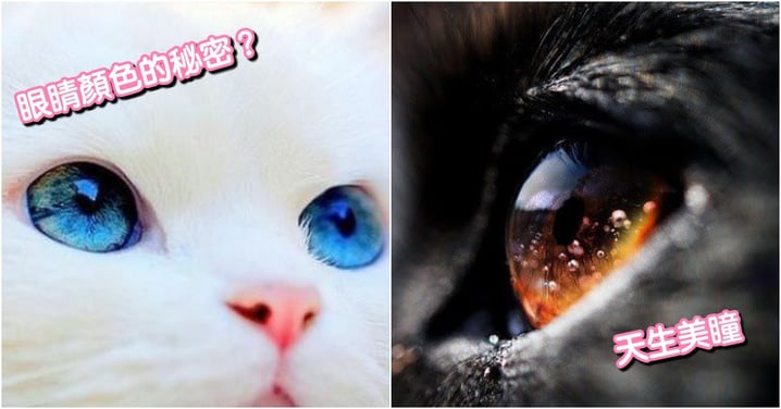 貓咪小知識！為什麼貓咪眼睛有這麼多種顏色？關於 天生美瞳 的 6 個秘密！