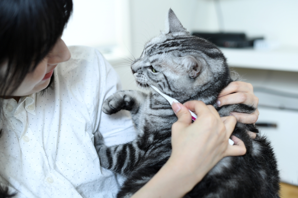 造成貓咪口腔異味的原因很多，但當貓咪出現口臭時，飼主要注意是否暗示健康問題。