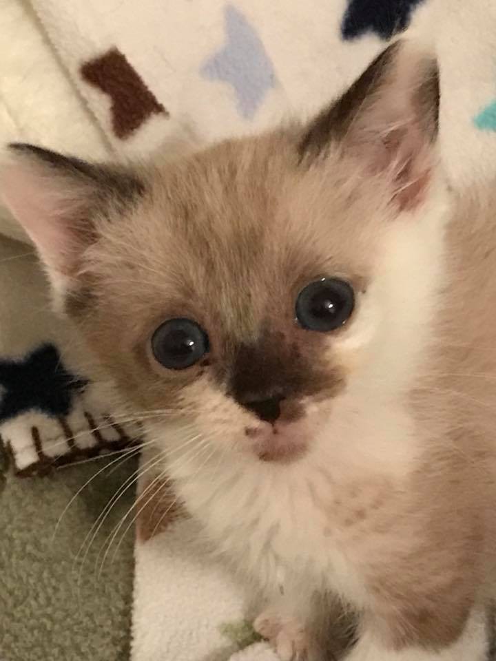 Kitty Kottage Dothan