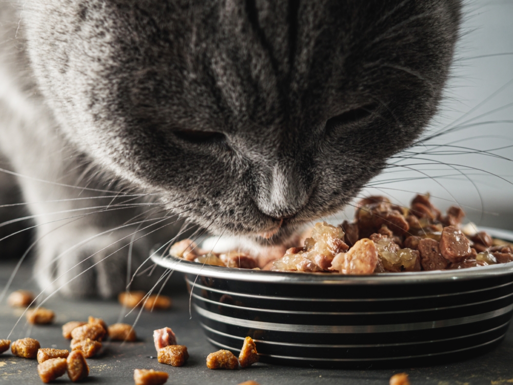 照顧貓咪健康是一項全面且持續的工作，包括留意牠們的食慾變化、維護口腔和牙齒健康、適時補充必要的營養品（如魚油），以及提供高品質的健康食物。