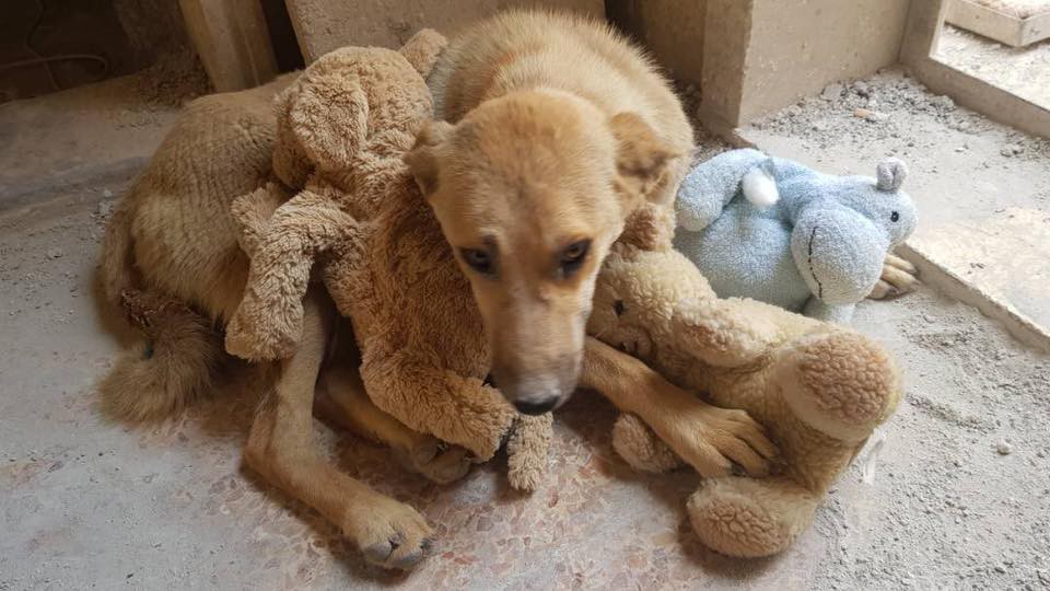 Alaa and house of Cats Ernesto in Aleppo