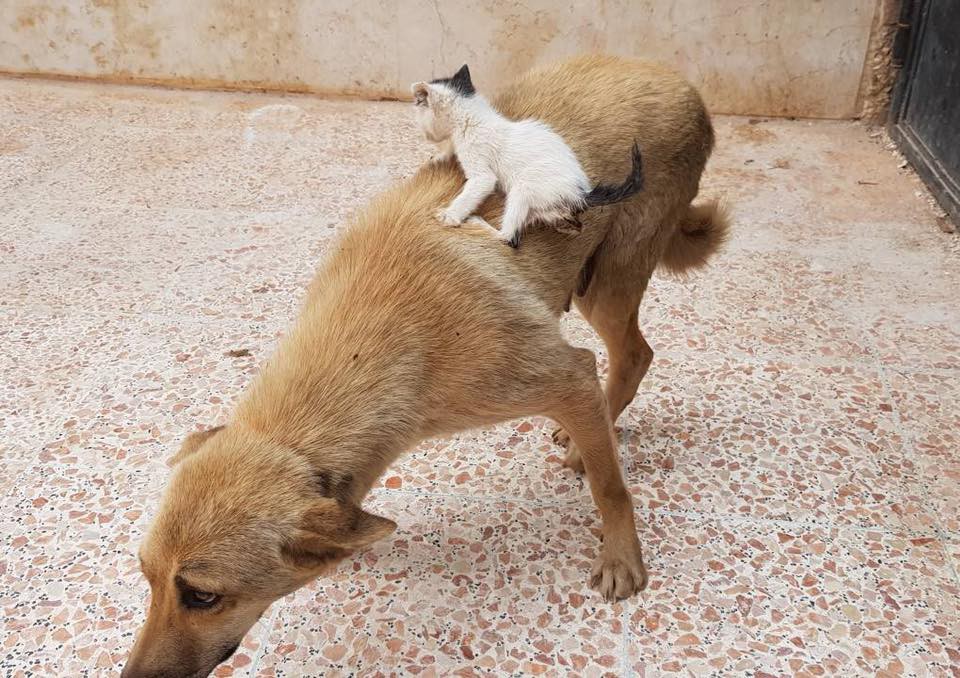 Alaa and house of Cats Ernesto in Aleppo