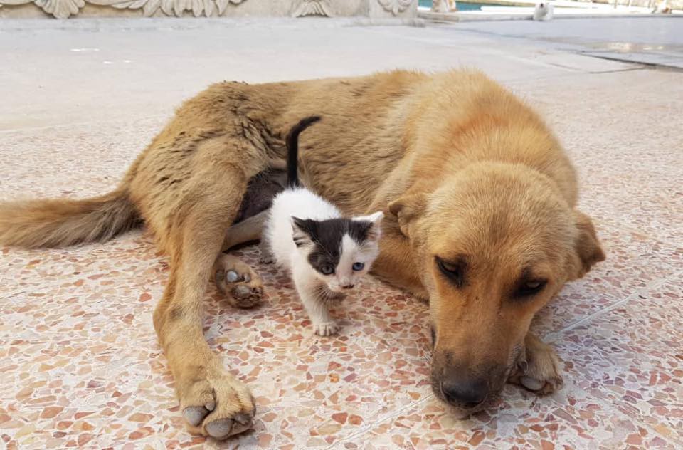 Alaa and house of Cats Ernesto in Aleppo