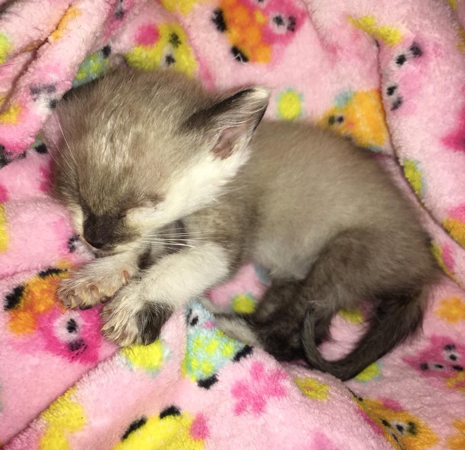 Kitty Kottage Dothan