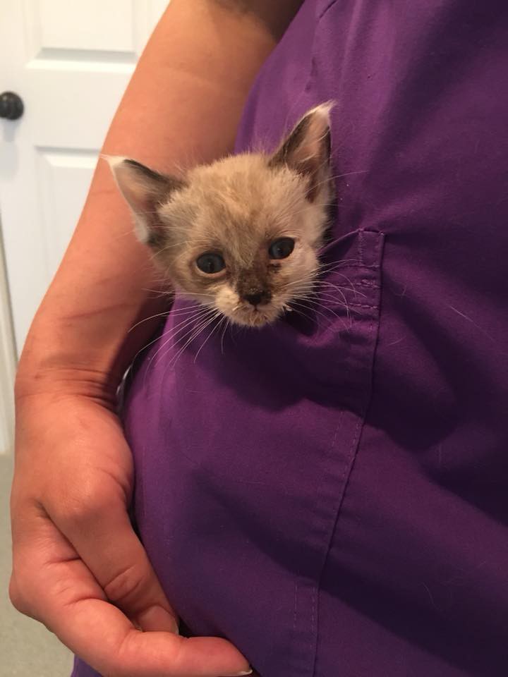 Kitty Kottage Dothan