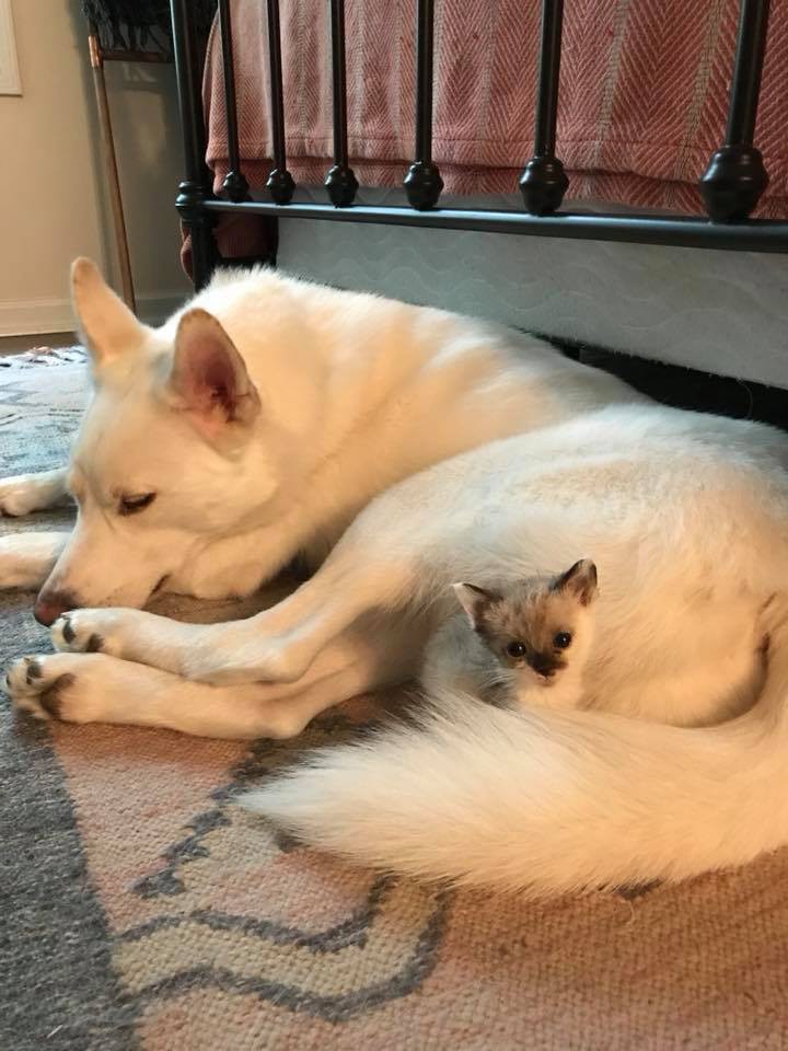 Kitty Kottage Dothan