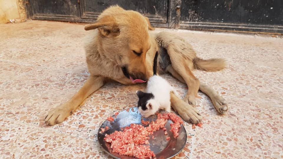 Alaa and house of Cats Ernesto in Aleppo