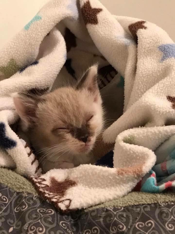 Kitty Kottage Dothan