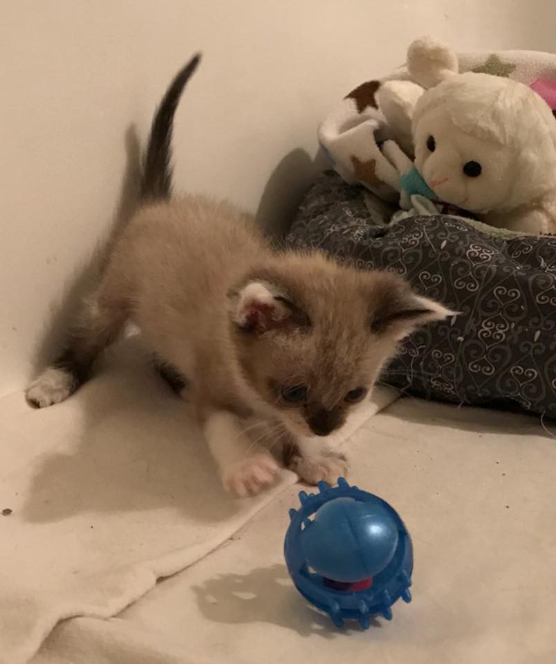 Kitty Kottage Dothan