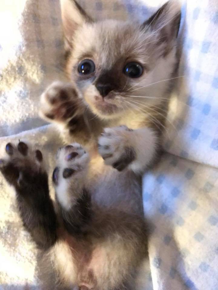 Kitty Kottage Dothan