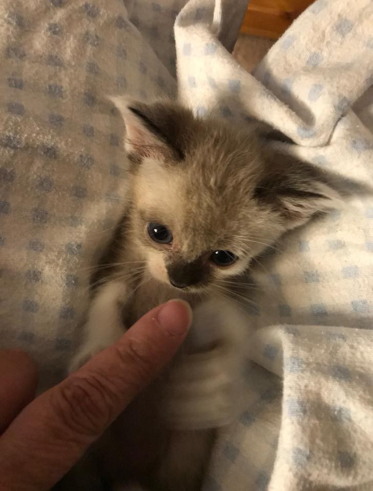 Kitty Kottage Dothan