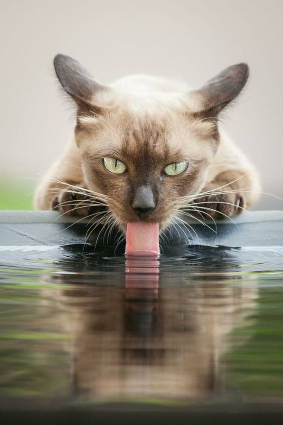 Pinterest