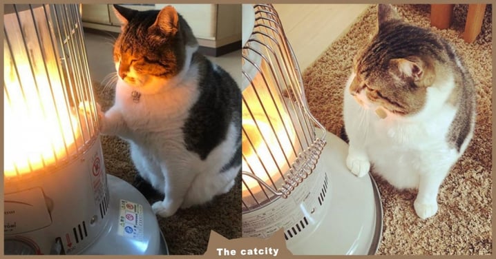 好溫暖啊！日本虎斑貓「深情撫摸」洋溢幸福氛圍　網笑：暖爐情人？！