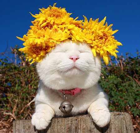 Pinterest
