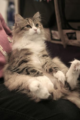 pinterest