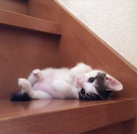 pinterest