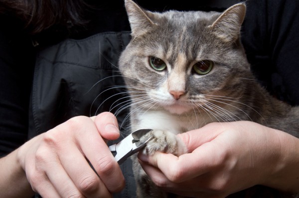 http://www.wtcathotel.com/Cat-Knows/note/cut-cats-nails