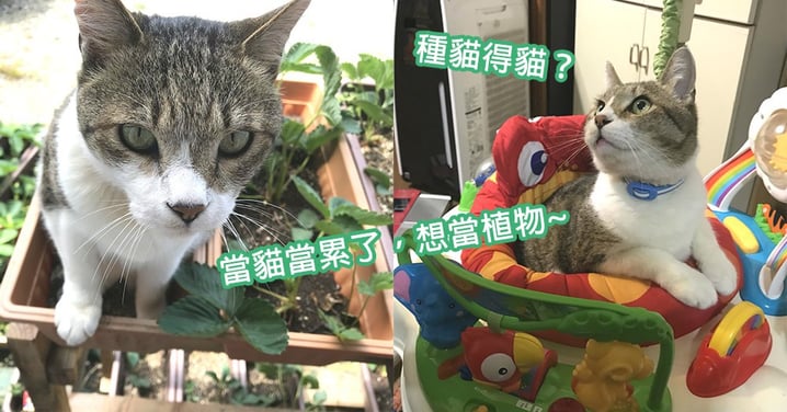 日本網友親試種貓得貓？可愛貓星人悠閒睡在盆栽上，又胖又圓的「貓植物」來了～